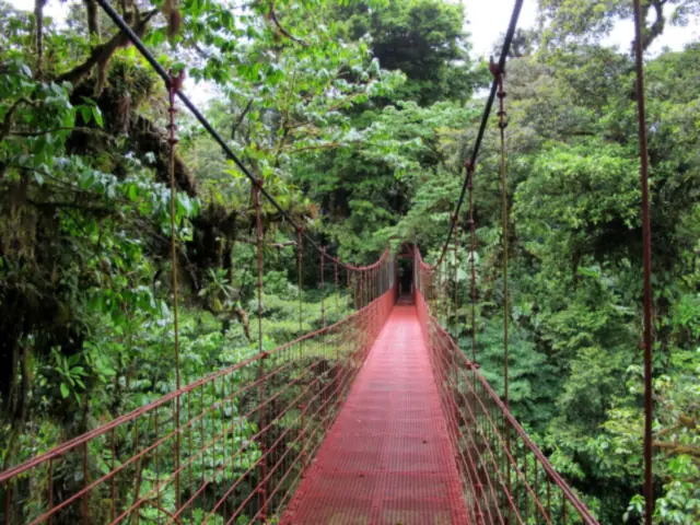 Puente colgante en el bosque nuboso de Monteverde