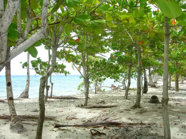 Playa de arena blanca y árboles en Utila