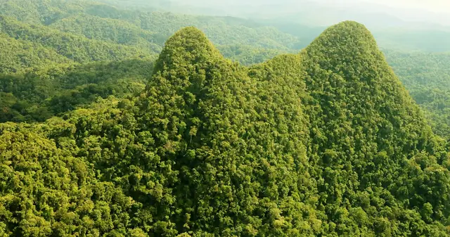 Selva de La Mosquitia hondureña