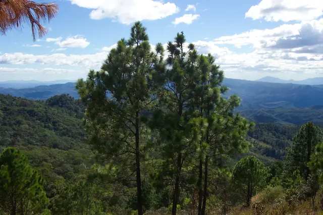 Montañas y pinares desde la colina de Perquín
